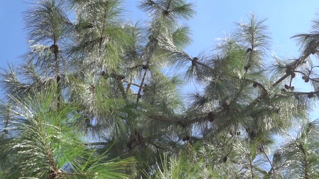 Chinese pine (Pincus yunnanensis) is long-needle pines from tibial base plate, Shangri La
