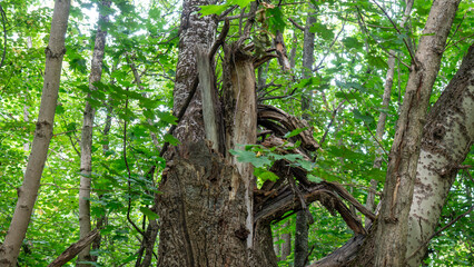 Obraz premium Splintered remains of large broken tree trunk stand surrounded by lush green foliage and slender deciduous trees in dense woodland area