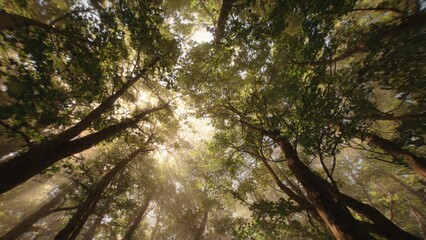 Fototapeta premium Sunlight Filtering Through Forest Canopy
