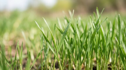 Obraz premium Delicate wheat grass against a blurred green background, fresh natural growth and agriculture concept with slender stems in soft outdoor light, botanical close up for wellness, farming and spring
