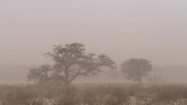 sand storm in kalahari desert 540