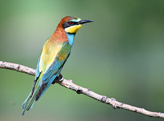 Obraz premium a beautiful bee-eater in freedom with a green background