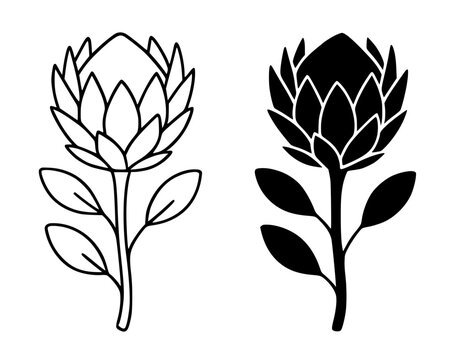 King protea minimalist icon in outline and silhouette style