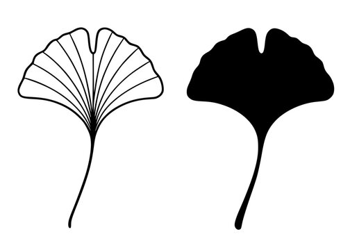 Ginkgo minimalist icon in outline and silhouette style