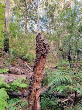 Old decayed tree trunk in the Australian bush near Hornsby, New South Wales Australia