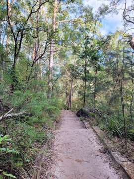 Hornsby Heritage Steps. Dressed sandstone steps from the Great Depression Era in the Australian Bush north of Sydney Australia