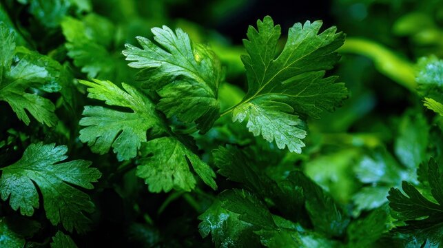 Green cilantro leaves are in the foreground, filling the background.