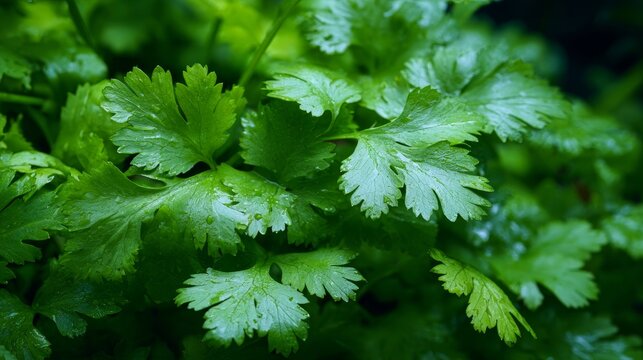 Green cilantro leaves are in the foreground, filling the background.
