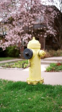 Urban hydrant with blooming background. Closeup and wide shots of fire hydrant outdoors