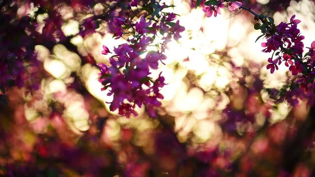 Pink spring blossoms on tree branches backlit by warm sunlight, with soft bokeh background. Romantic nature scene with glowing light and shallow depth of field.