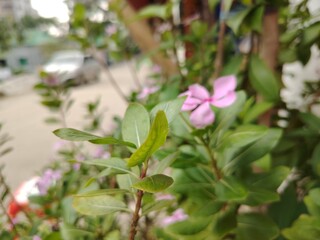 Obraz premium Green leaves and small, pink flowers are in the foreground, possibly from the Catharanthus roseus plant. The background shows an out-of-focus street scene with a black and white dog and a parked car.