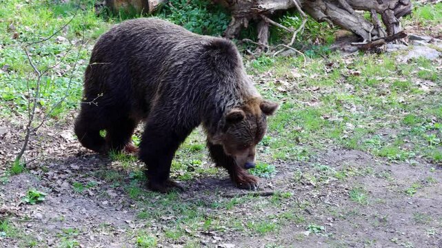 Brown bear forages on the forest floor, moving through green grass and scattered leaves, with fallen logs and trees visible in the natural habitat