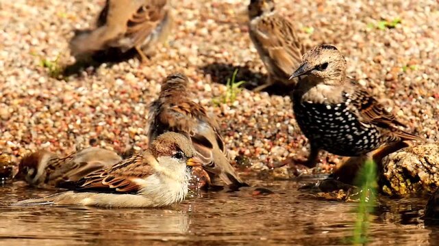 starling and bathing sparrows, slow motion 1
