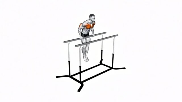 Parallel Bar Dips Muscle Activation Animation Triceps Chest Workout Loop