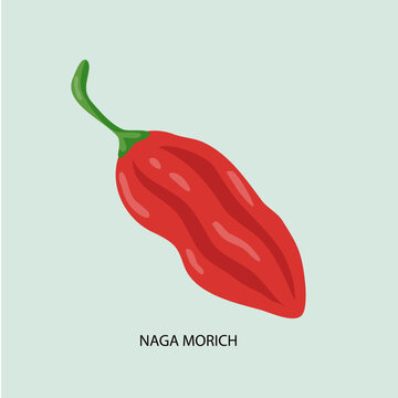 Naga Morich Chili Pepper