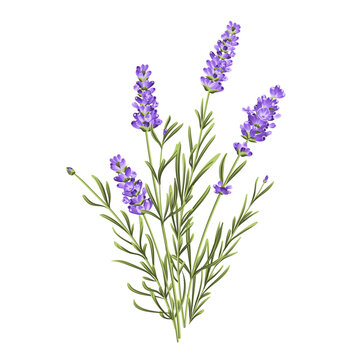 Elegant purple lavender bouquet on white, vector illustration