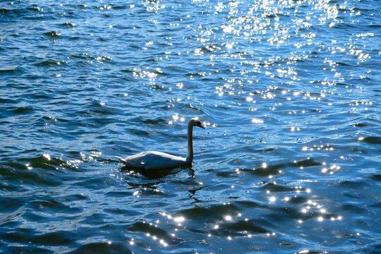 Schwan 