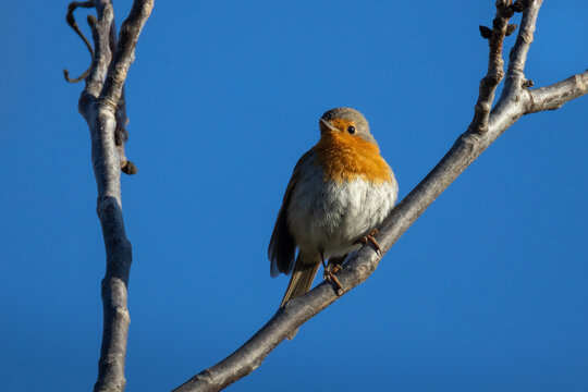 Close-up portrait of an adult male European Robin (Erithacus rubecula) perched on a leafless branch. The bird is captured against a clear blue sky on a bright sunny spring morning.