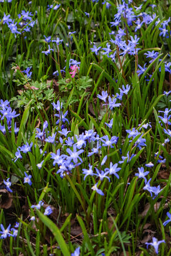 Spring bloom of sky-blue Chionodoxa (Glory of Dreams) in a sunny garden, close-up. . .