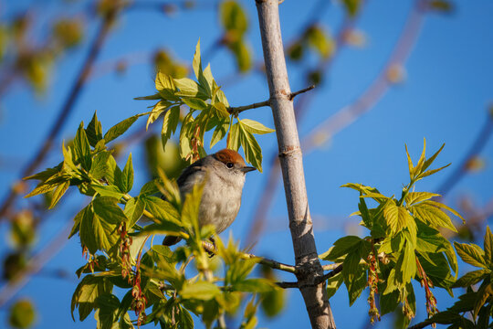 Close-up portrait of a female Eurasian blackcap (Sylvia atricapilla) perched on a branch with fresh young leaves on a bright sunny spring morning.