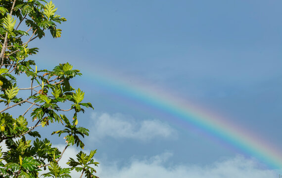 Arc-en-ciel sous ciel bleu clair et feuille de l'arbre &agrave; pain