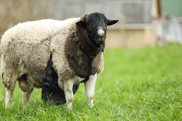 One beautiful sheep outdoors, space for text. Farm animal © New Africa