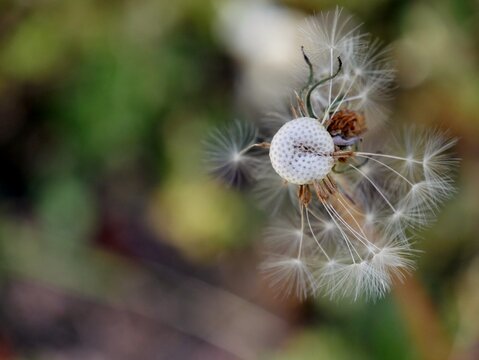 Pusteblume mit Schirmche im Garten