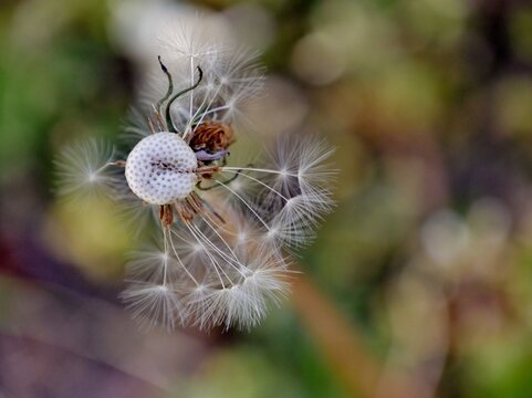 Pusteblume mit Schirmche im Garten