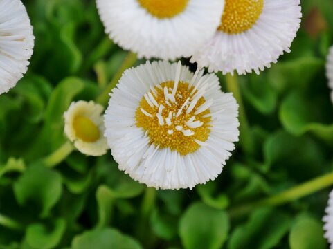 Bellis perennis, G&auml;nsebl&uuml;mchen oder Ma&szlig;liebchen