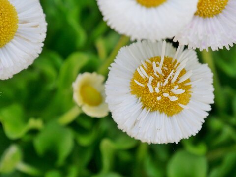 Bellis perennis, G&auml;nsebl&uuml;mchen oder Ma&szlig;liebchen