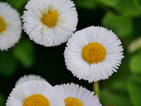 Bellis perennis, G&auml;nsebl&uuml;mchen oder Ma&szlig;liebchen