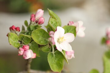 Obraz premium Branch of apple tree with beautiful blossoms outdoors, closeup