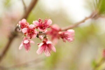 Naklejka premium Branch of peach tree with beautiful blossoms outdoors, closeup. Space for text