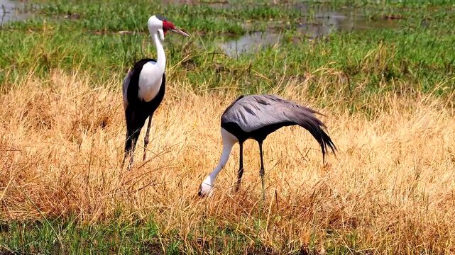 pair of wattled crane, Grus carunculata, looking for food 673
