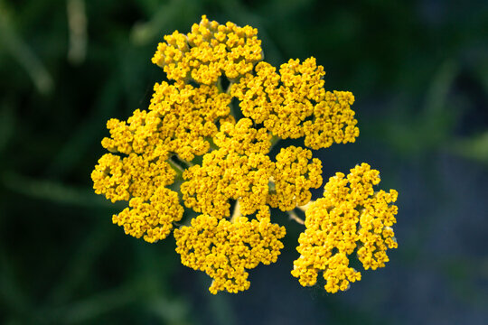 Yellow yarrow flowers on dark background, natural plant close up