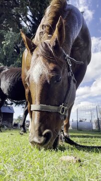 closeup of a sorrel quarter horse with nylon halter eating grass