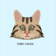 Tabby Cream Cat Breed Face Portrait © Ibrahim