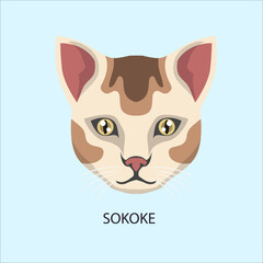 Tonkinese Cat Breed Face Portrait © Ibrahim