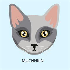 Grey And White Munchkin Cat Face © Ibrahim