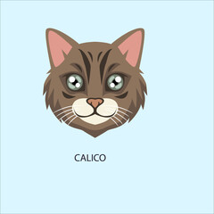 Calico Cat Breed Face Portrait © Ibrahim