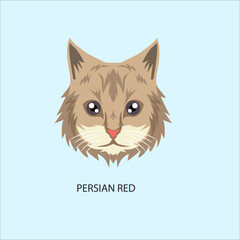 Persian Red Cat Breed Face Portrait © Ibrahim