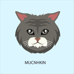 Grey Munchkin Cat Breed Face Portrait © Ibrahim