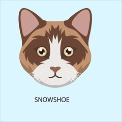 Snowshoe Cat Breed Face Portrait © Ibrahim