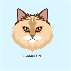 Ragamuffin Cat Breed Face Portrait © Ibrahim