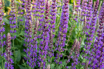 Fototapeta premium Purple Salvia nemorosa flowers in bloom, natural floral background pattern