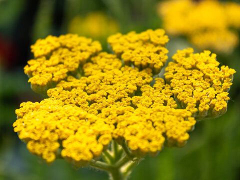 Yellow yarrow flowers (Achillea millefolium) in bloom, macro close up