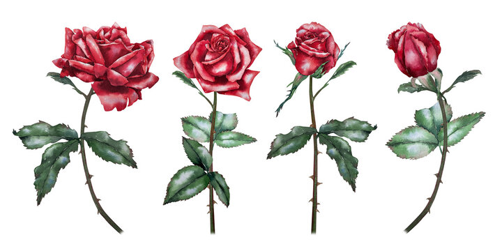 Set of red roses and buds with green leaves on stems, watercolor illustration in realistic style. Illustration for floristry, packaging, cards, wedding stationery and decorative design.