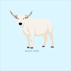 Obraz premium White Park Cow Breed