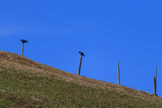 birds chillin