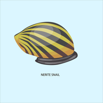 Striped Nerite Snail With Shell